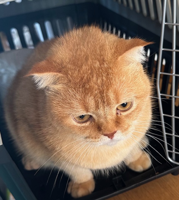 보호중 스코티시폴드…